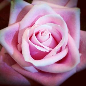 Meet your Posher, Ann